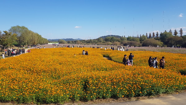   황화코스모스가 활짝 핀 축제장.