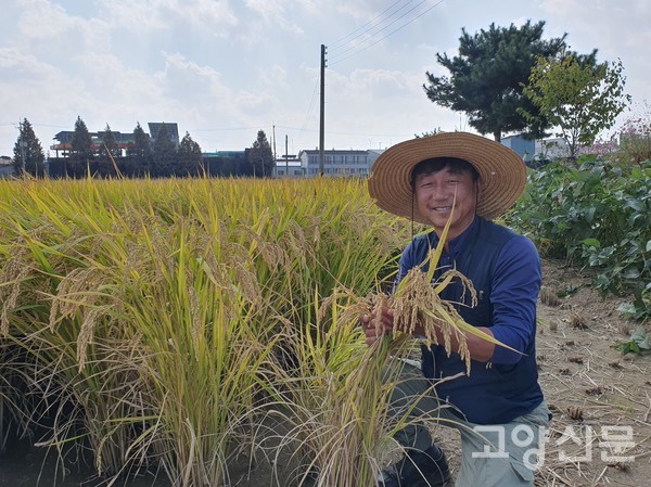 노재국 이사가 알알이 영근 벼 이삭을 살펴보고 있다.