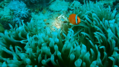 스쿠버가 직접 촬영한 바닷속 모습. [영상제공=고양시수중핀수영협회]