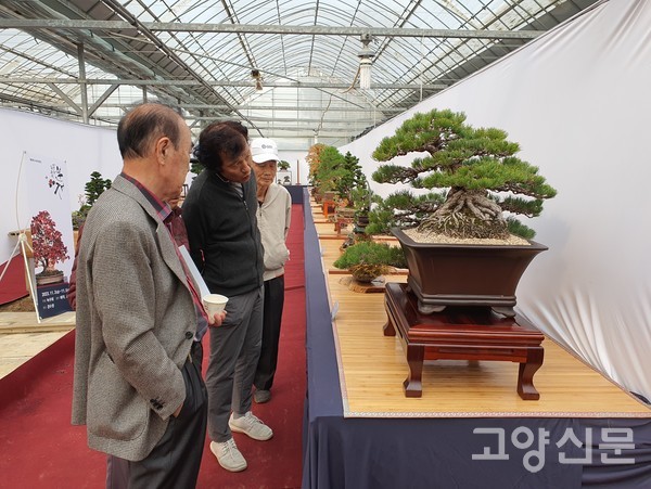 분재를 둘러보고 있는 관람객들.