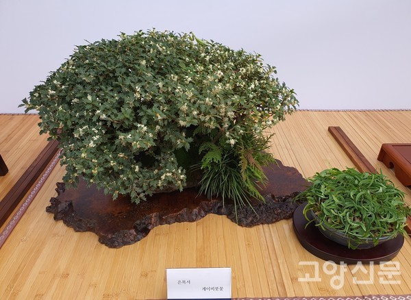 은목서 분재(사마귀가 날아들다)