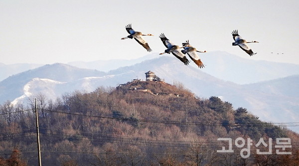 한국전쟁 격전지 아이스크림 고지 위를 날고 있는 재두루미. [사진=박경만]