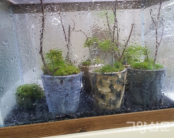 테라리움 숙 소형 빈티지 화분에 담겨진 이끼 식물들.