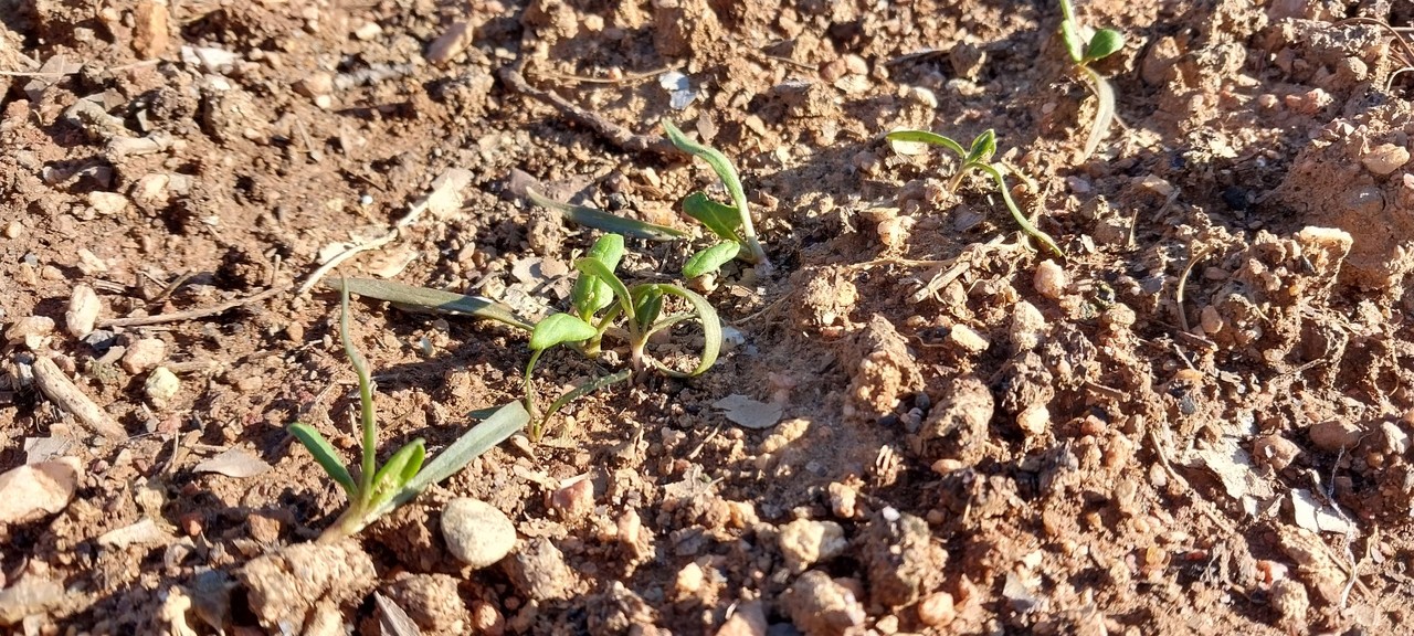 한파 속에서도 꼿꼿한 시금치들