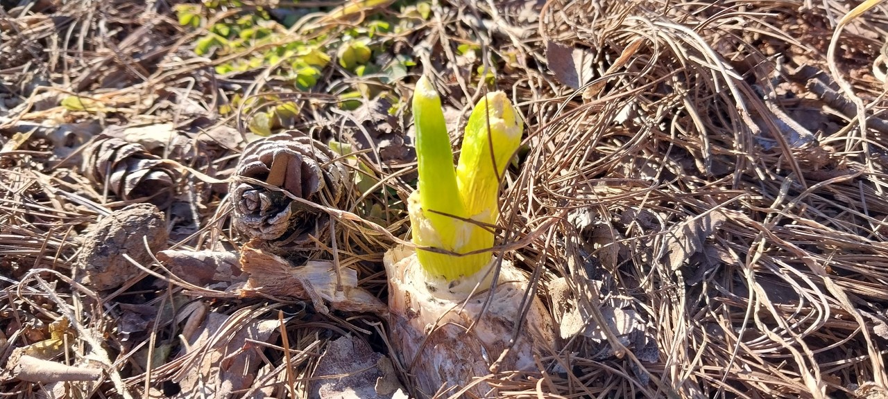 윗부분은 얼었지만 그 상태로 겨울을 견디는 대파