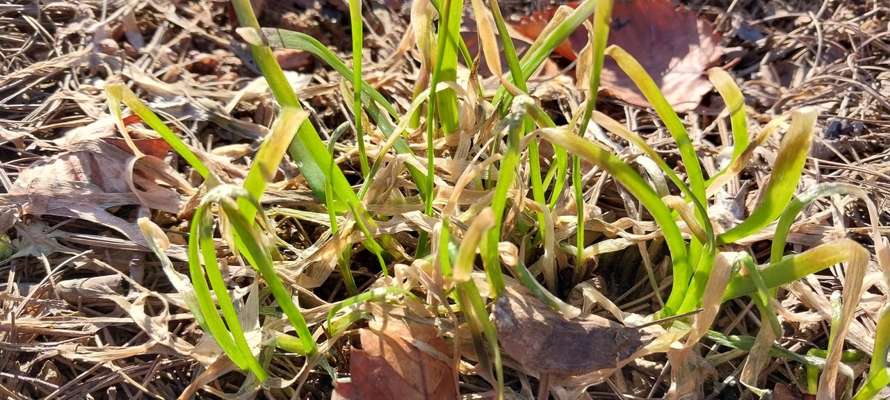 싱그러움을 잃지 않은 부추들