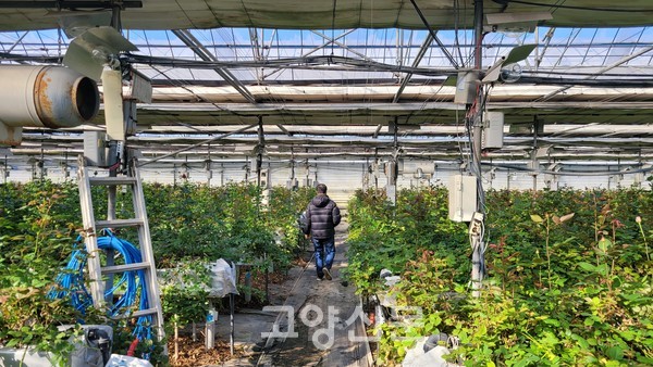 비닐하우스 1600평에서 장미 3만주를 기르고 있는 덕양구 관산동의 한 장미 농가.