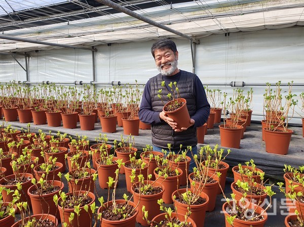 노호영 대표가 로컬매장으로 출하하는 수국을 보여주고 있다.