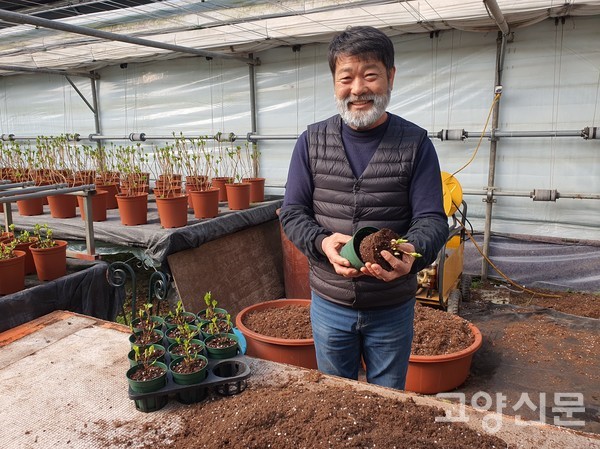 노호영 대표가 로컬매장으로 출하하는 수국 분갈이를 했다.