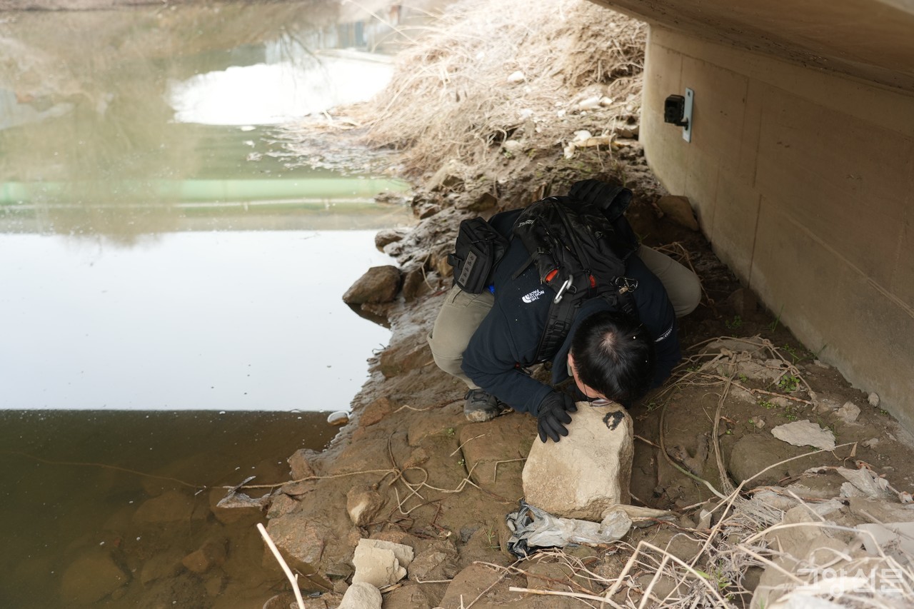 이상규 씨가 창릉천 다리 밑에서 발견한 수달의 배설물의 냄새를 맡으며 살펴보고 있다.