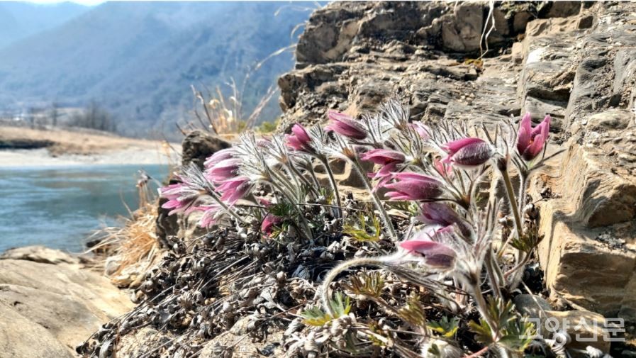 동강할미꽃(강원도 정선, 한국내셔널트러스트 김금호 촬영)