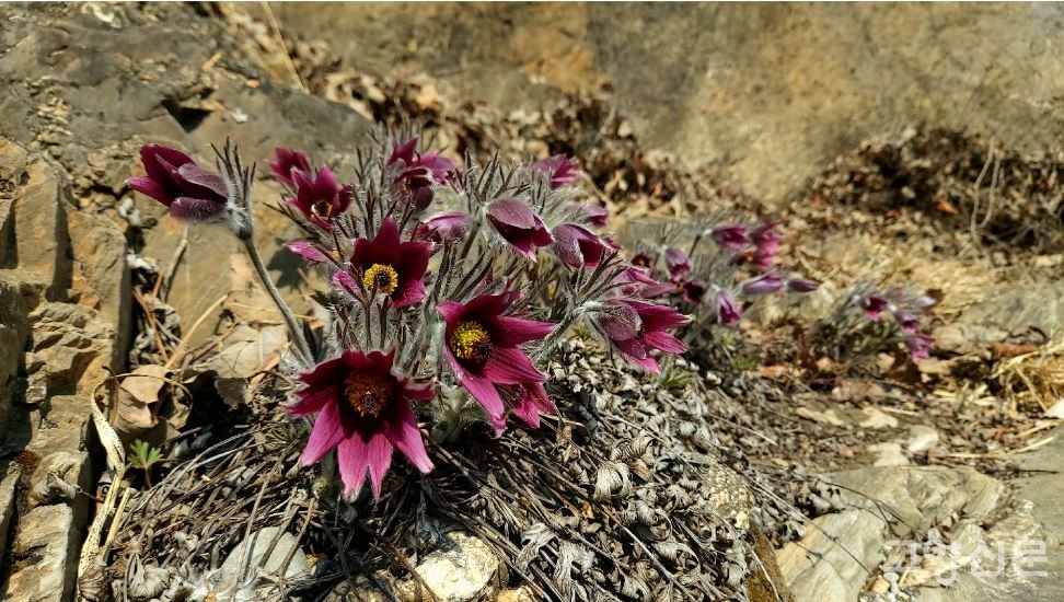 동강할미꽃(강원도 정선, 한국내셔널트러스트 김금호 촬영)