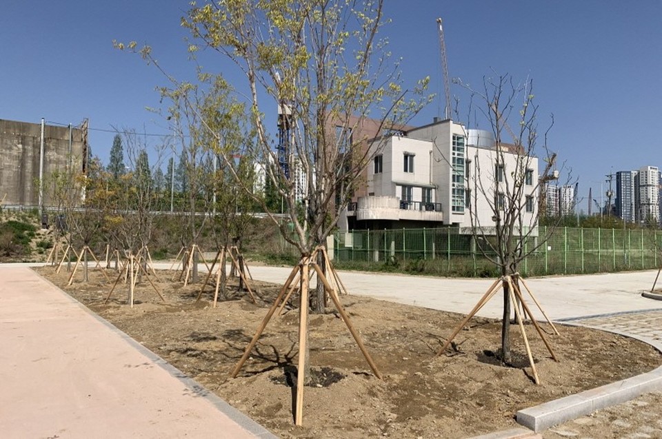 시민기증을 통해 대덕한강공원에 식재된 이팝나무. [사진제공=고양시]