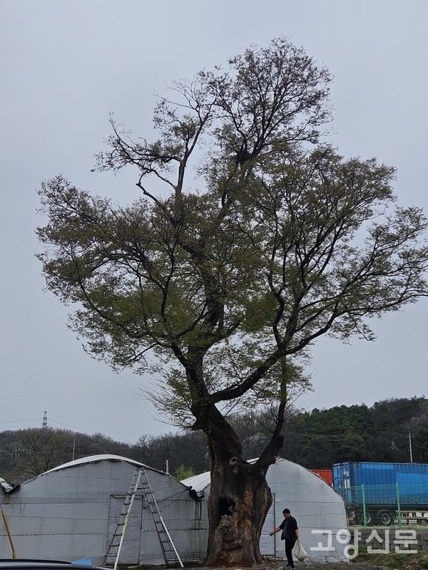 불미지서낭제를 지내는 서낭목