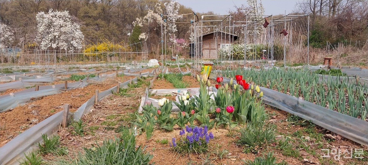 농장회원이 가꾼 꽃밭