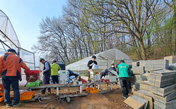 고양시새마을회가 농촌봉사 활동을 하고 있다.