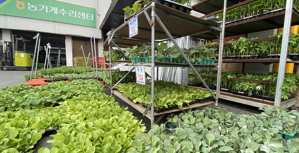 지난해 있었던 벽제농협 모종시장.