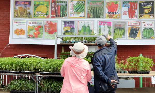 모종을 고르는 농민들.