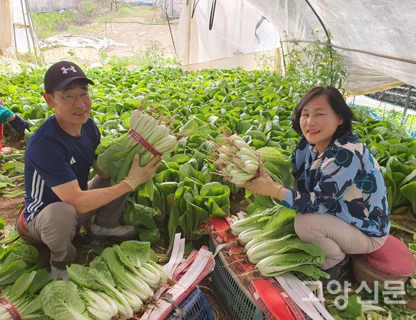 박관순 엄주화 대표가 갓 수확한 얼갈이를 보여주고 있다.