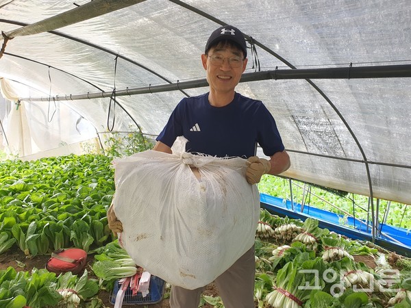 남편 박관순씨가 갓수확한 얼갈이를 보자기로 묶어 출하 준비를 하고 있다.