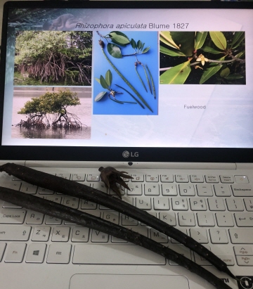 Rhizophora apiculata [사진제공=에코코리아]