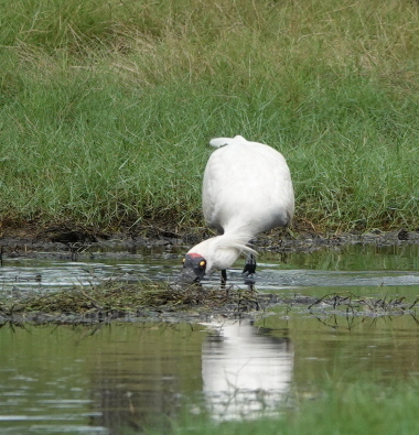 Royal spoonbil. [사진제공=에코코리아]