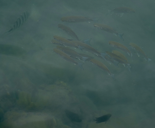 맹그로브 아래에서 헤엄치는 다양한 치어류 [사진제공=에코코리아] 