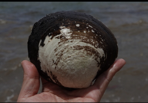 맹그로브 대합류 [사진제공=에코코리아]