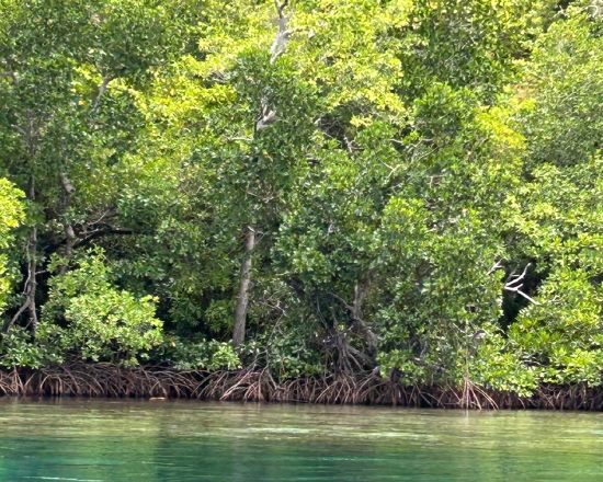 다양한 생물종이 어우러져 생태계를 이루는 맹그로브 [사진제공=에코코리아]