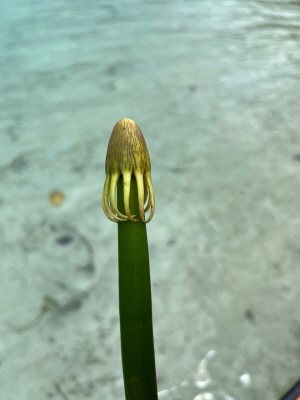 Rhizophora apiculata [사진제공=에코코리아]