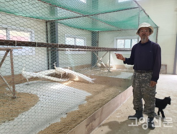 머리에 왕관 쓴 모양을 하고 있는 왕관공작의 우아한 자태