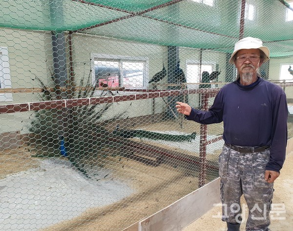 화려함의 최대치를 보여주는 공작