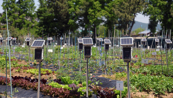 늘푸른 주말농장 스마트팜 시스템.