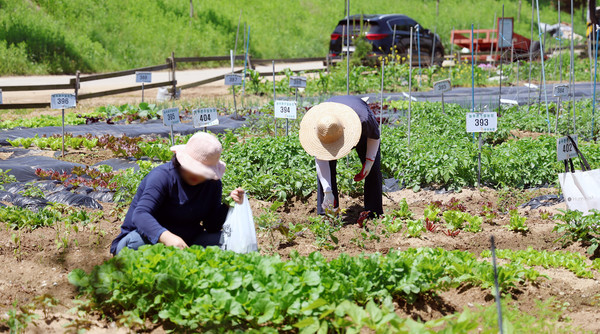 한 주말 농장 분양자가 평일에 나와 직접 심은 채소를 수확하고 있다.