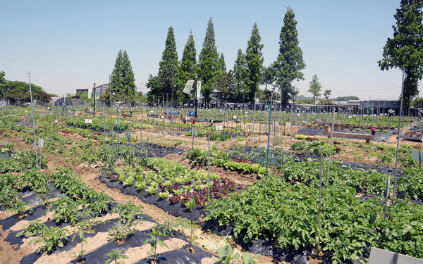 텃밭 주인장의 친절한 안내와 관리로 분양자들은 농사에 소홀하지 않는다. 주변이 잘 정리되어 있다.