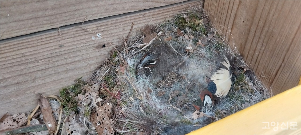 우체통 안에 지어진 딱새 둥지