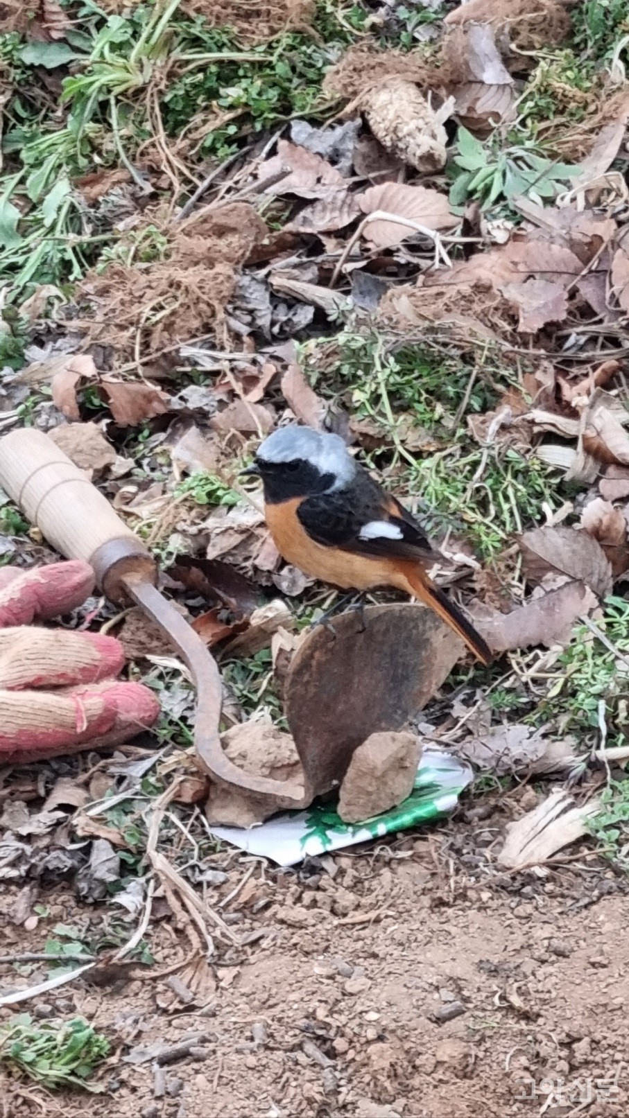 매일 농장에 찾아오는 딱새