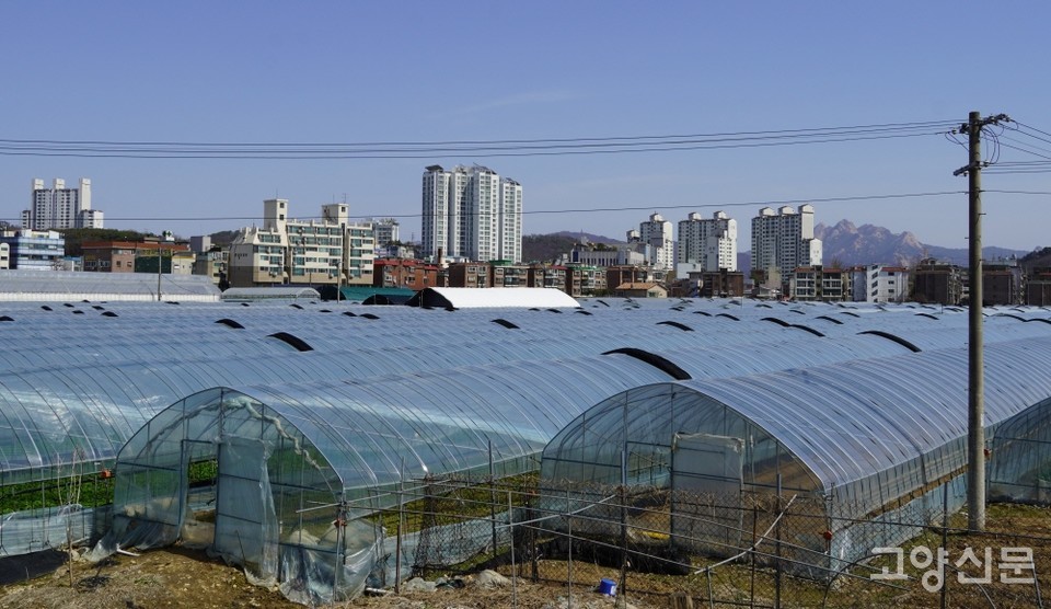 관산동 인근에 넓게 펼쳐진 농경지. 지방에서 올라온 출향인 중 일부는 수도권 근교 농민으로 터를 잡았다. 