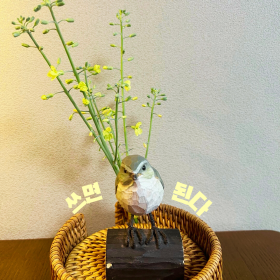 저희 집 참새는 좀 단호합니다. [사진제공=김수지]