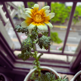 폐허같은 저희 집 베란다에도 쑥갓꽃이 피었습니다. [사진제공=김수지]