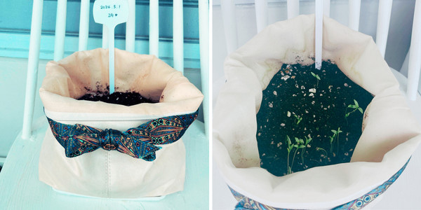 [사진제공=김수지] 망가진 가방으로 화분을 만들었습니다. 그 안에서 고수 씨가 싹을 틔웠습니다. 