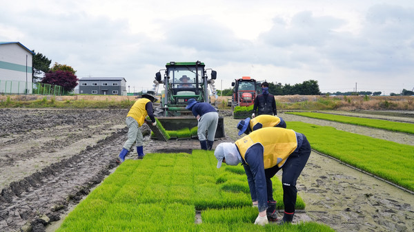 모판을 나르며 지역농업인들을 위해 모판을 나르고 있다.