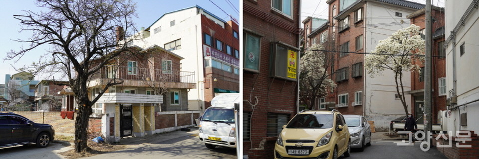 (왼쪽부터) 안말 동우사우나 아래 단독주택과 큰 나무. 윗말 빌라골목의 목련나무. 