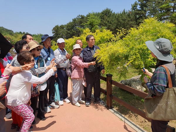 참가자들이 '황금 수향 회화나무'의 멋스런 자태를 보며 숲해설사의 설명을 듣고 있다.