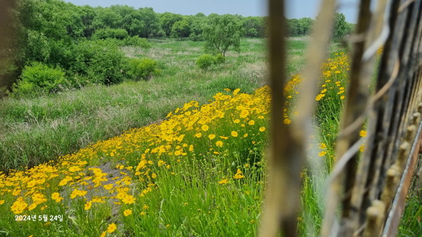 장항습지의 철책 안쪽 사면을 따라 확산되고 있는 큰금계국. [사진제공=에코코리아]