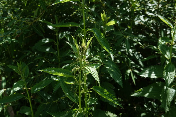 예의주시해야 할 또하나의 외래종 서양쐐기풀. [사진제공=에코코리아]