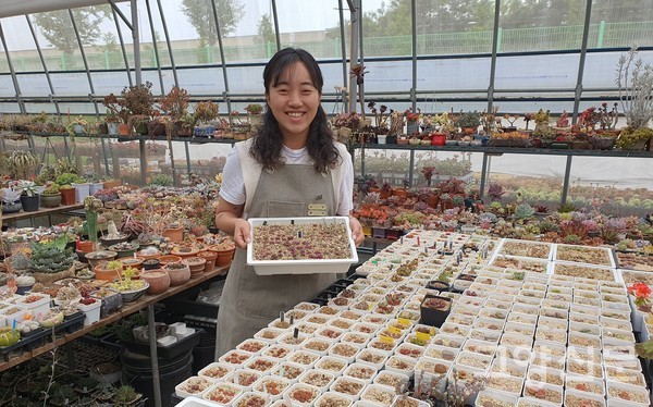 파종한 지 5~7년 된 작은 '리톱스'