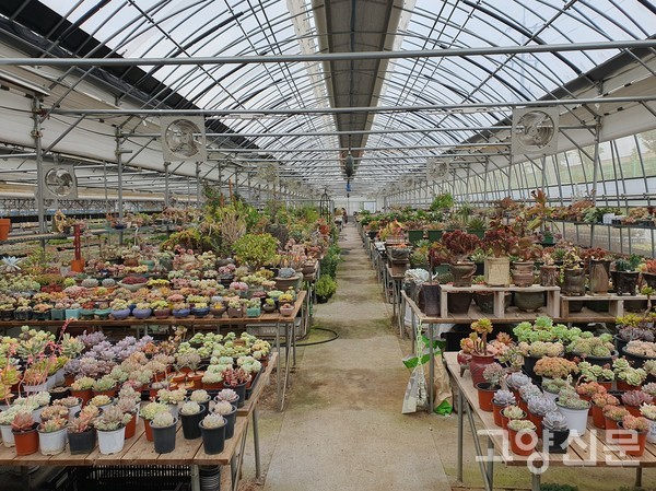 500여 종의 다육식물 중 '리톱스'가 200여 종 재배되고 있다.