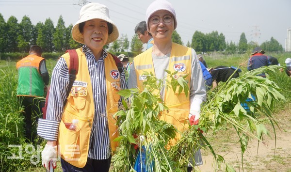 적십자 중산2동 봉사회에서도 생태계 교란식물 제거 작업에 적극적으로 동참했다.