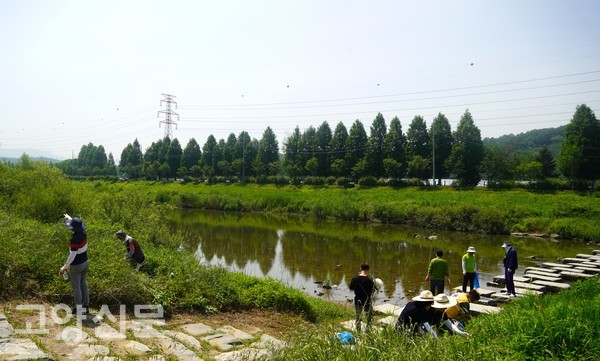 공릉천은 사람의 손을 타지 않는 1.5등급 청정구역이다. 고양환경단체협의회 회원들은 5일 환경의 날을 맞아 공릉천을 따라 하천정화 활동을 했다.